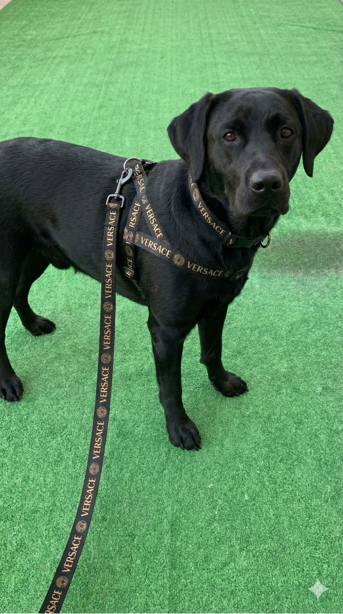 VERSACE - 3 LÜ TASMA SETİ