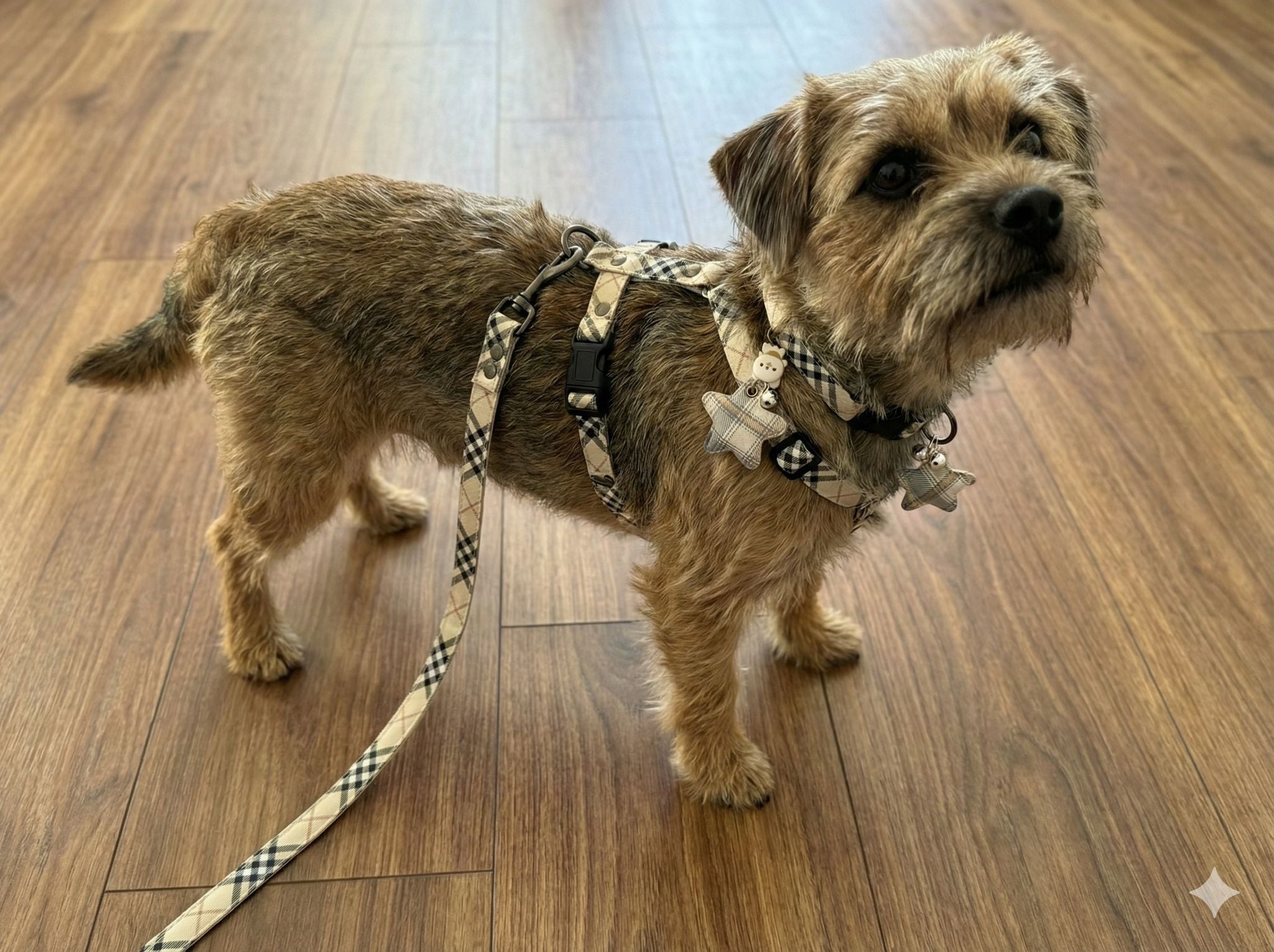 BURBERRY - 5 Lİ TASMA SETİ